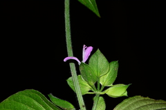 Dicliptera foetida