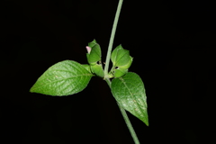 Dicliptera foetida