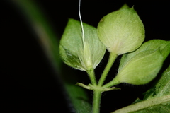 Dicliptera foetida