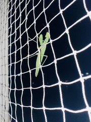 Hierodula tenuidentata