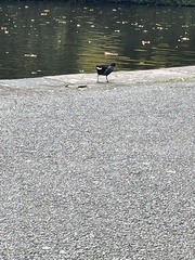Gallinula chloropus