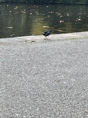 Gallinula chloropus