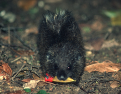 Western Tree Hyrax photo 3