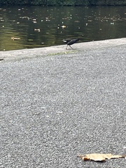Gallinula chloropus