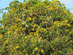 Tabebuia aurea