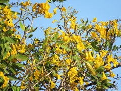 Tabebuia aurea