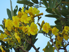 Tabebuia aurea