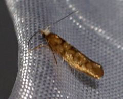 Argyresthia alternatella