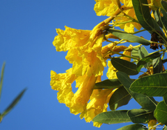 Tabebuia aurea