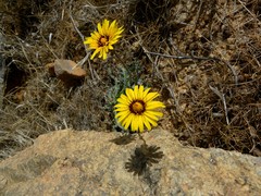 Reichardia tingitana