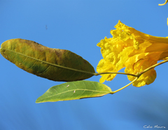 Tabebuia aurea