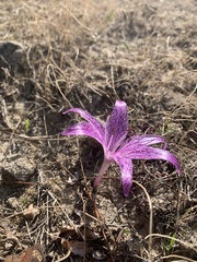 Colchicum variegatum