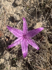 Colchicum variegatum