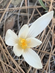 Crocus lycius