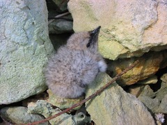 Onychoprion anaethetus