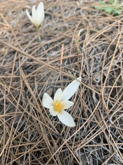Crocus lycius