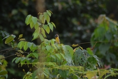 Pachyphantes superciliosus