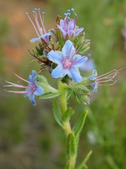Lobostemon echioides