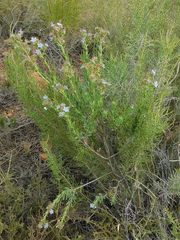 Lobostemon echioides