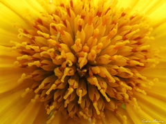 Tithonia diversifolia