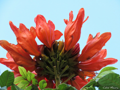 Spathodea campanulata