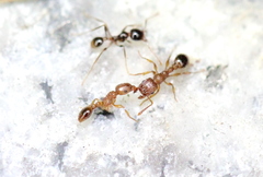 Tetramorium bicarinatum
