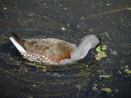 Spot-flanked Gallinule (Porphyriops melanops), photo 9