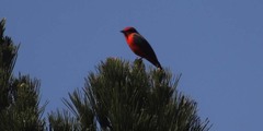 Pyrocephalus rubinus