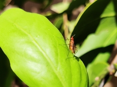 Telostylus