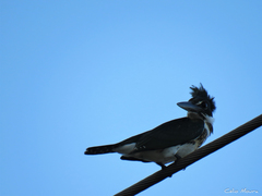 Chloroceryle amazona
