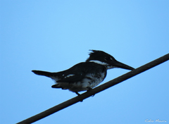 Chloroceryle amazona