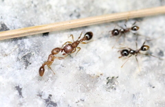 Tetramorium bicarinatum