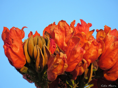 Spathodea campanulata