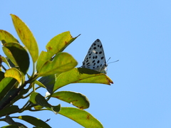 Tajuria maculata