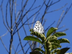Tajuria maculata