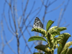 Tajuria maculata