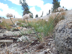 Eriogonum nudum scapigerum