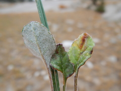Eriogonum nudum scapigerum
