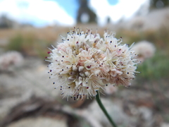 Eriogonum nudum scapigerum