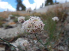 Eriogonum nudum scapigerum