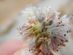 Eriogonum nudum scapigerum