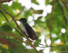 Chrysuronia leucogaster
