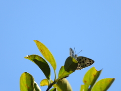 Tajuria maculata