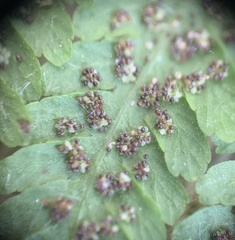 Macrothelypteris torresiana image