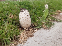 Coprinus comatus