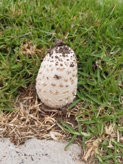 Coprinus comatus