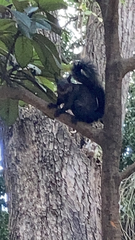 Sciurus aureogaster
