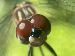 Pachydiplax longipennis