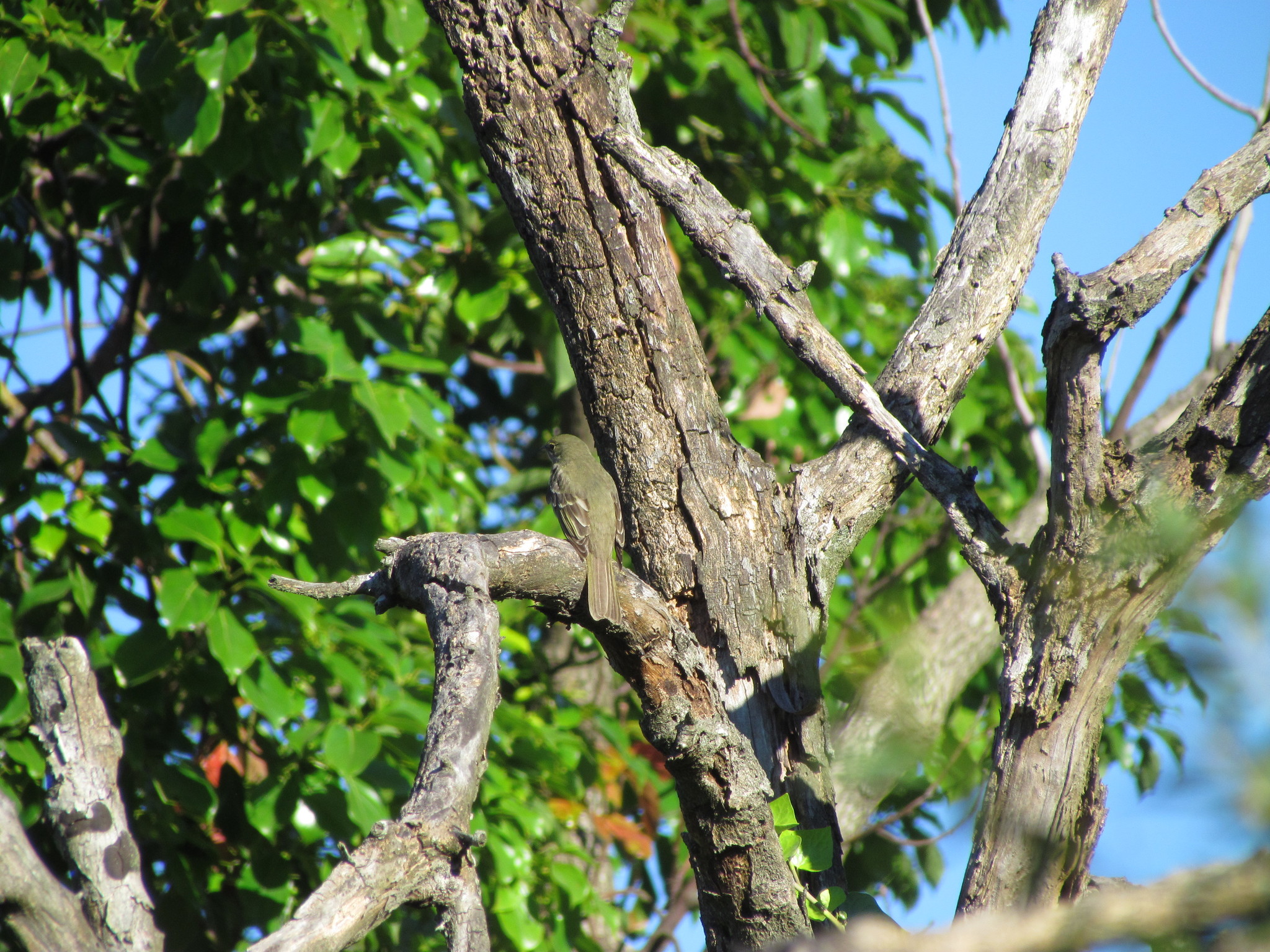 Olivaceous Elaenia (Elaenia mesoleuca), photo 9