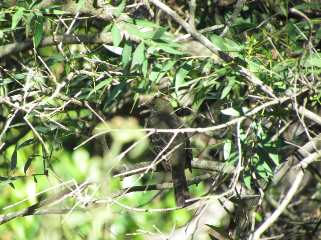 Olivaceous Elaenia (Elaenia mesoleuca), photo 10